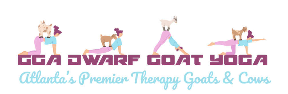 GGA Dwarf Goat Yoga