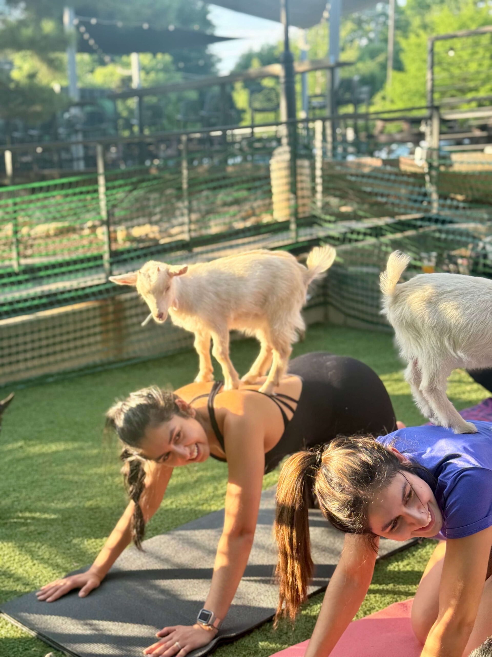 Goat Yoga