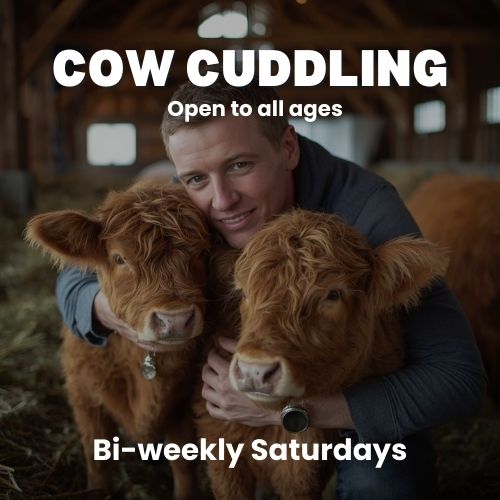 Cow Cuddling
