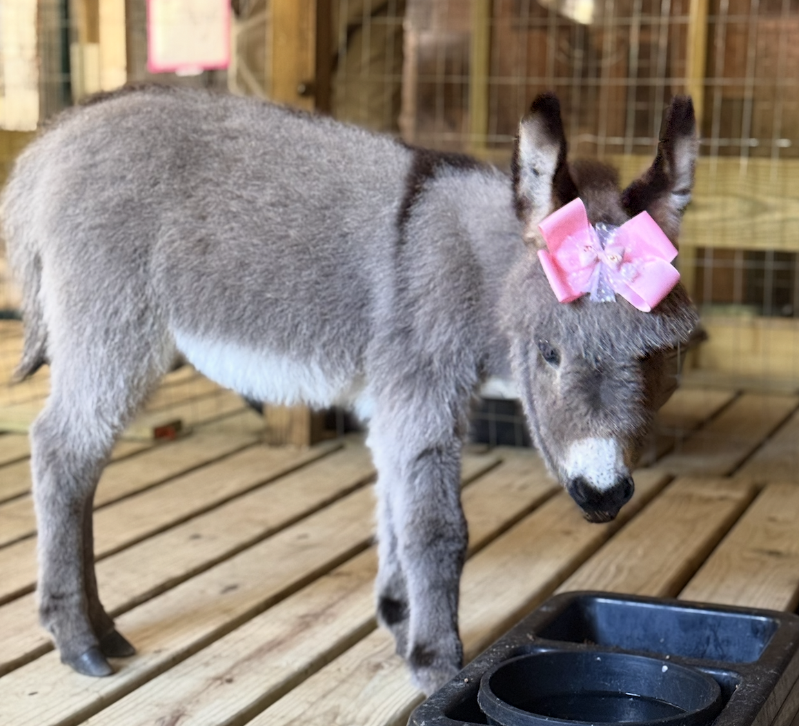Mini Donkey Cuddling